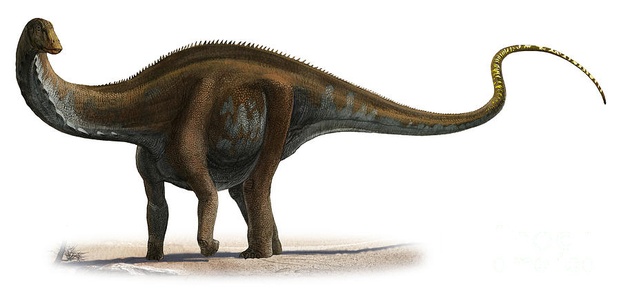 Pretty Apatosaurus