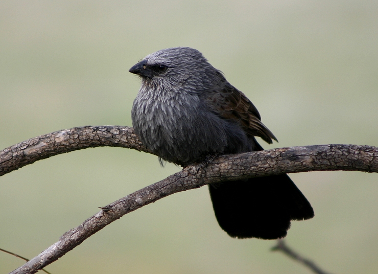 Apostlebird