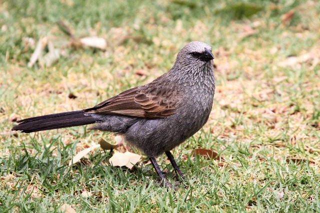 Pretty Apostlebird