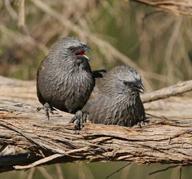 Pretty Apostlebird