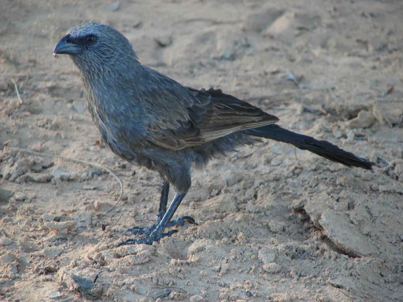 Pretty Apostlebird