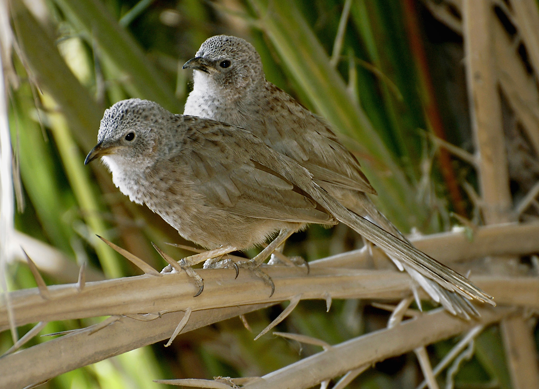 Pretty Arabian babbler
