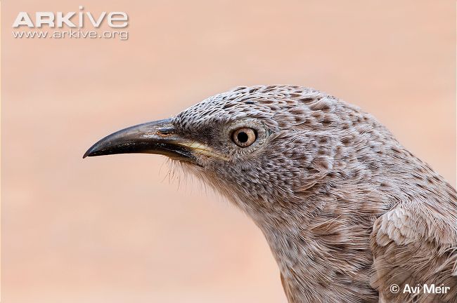 Pretty Arabian babbler
