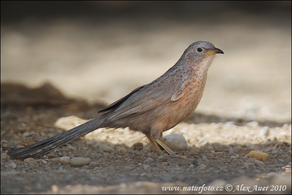 Pretty Arabian babbler