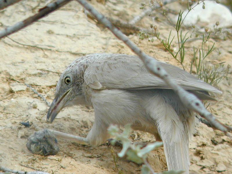 Pretty Arabian babbler