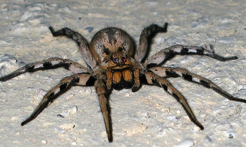 Nice Arachnid