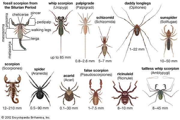 Cool Arachnid