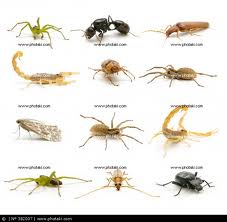 Pretty Arachnid