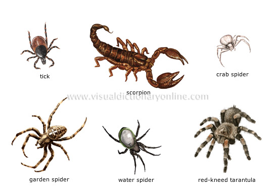 Cute Arachnid