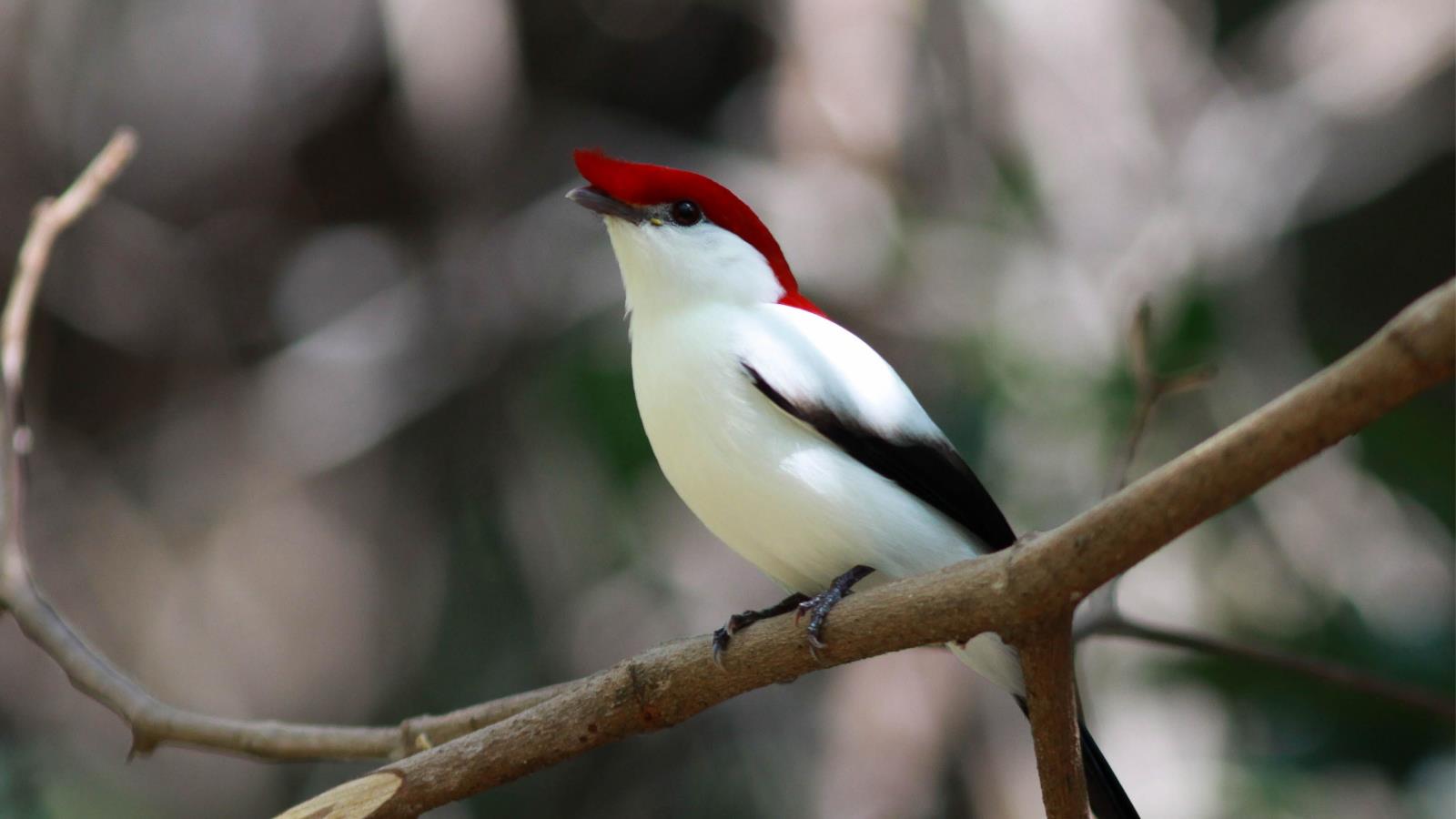 Araripe manakin