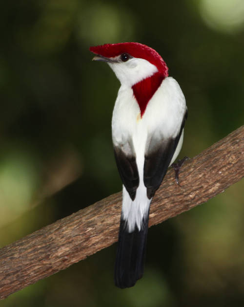Pretty Araripe manakin