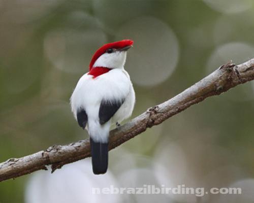 Pretty Araripe manakin