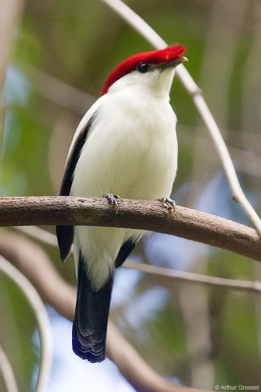 Pretty Araripe manakin