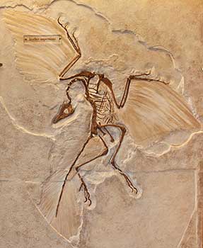 Archaeopteryx 