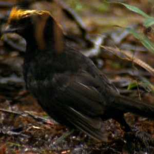 Pretty Archbold’s bowerbird