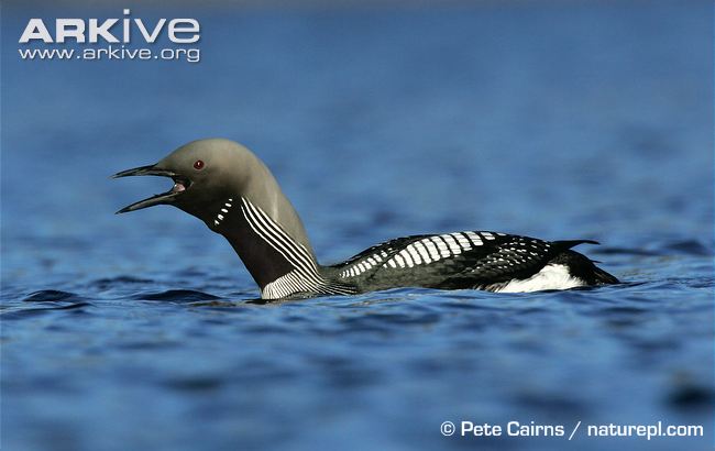 Arctic loon