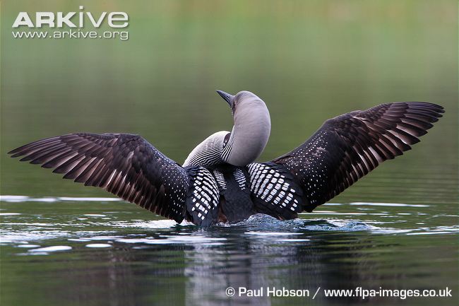 Pretty Arctic loon