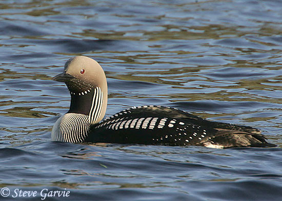 Pretty Arctic loon