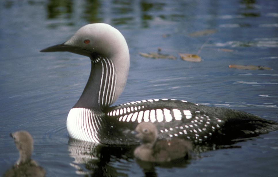 Pretty Arctic loon