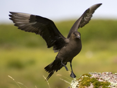 Arctic skua