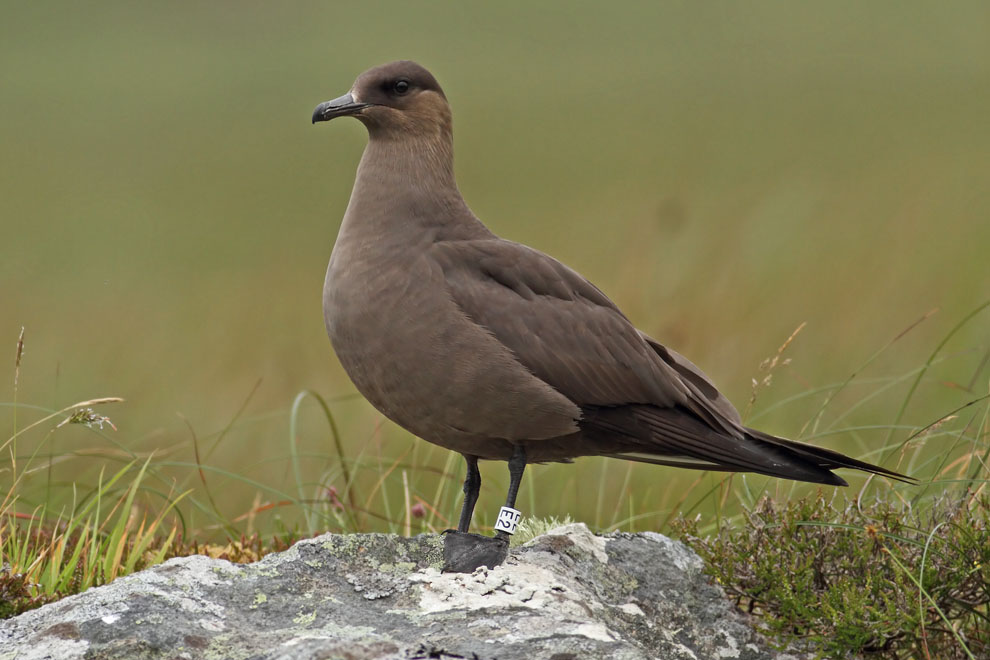 Pretty Arctic skua