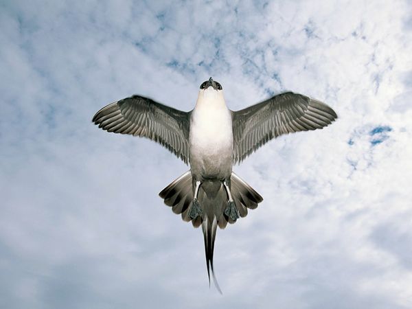 Pretty Arctic skua