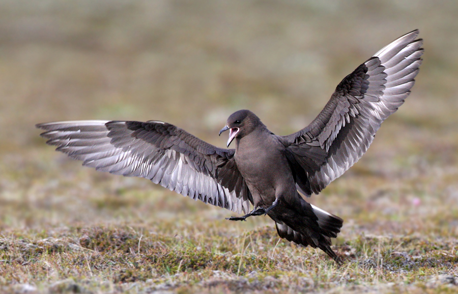 Pretty Arctic skua