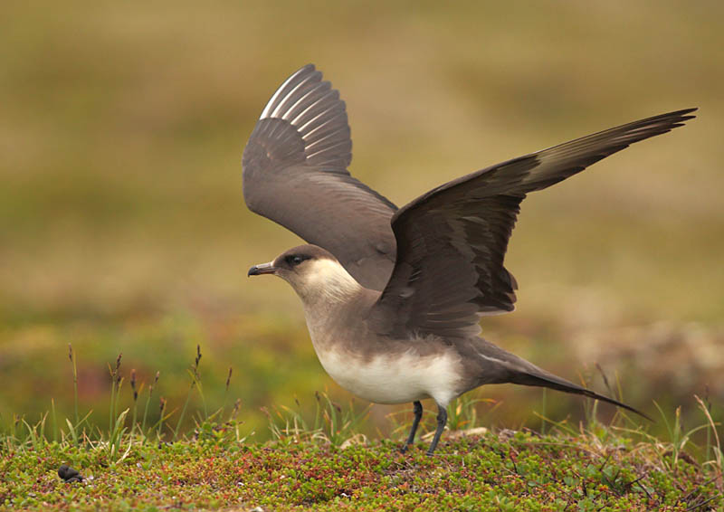 Pretty Arctic skua