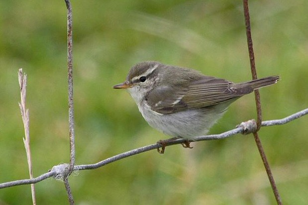 Arctic warbler