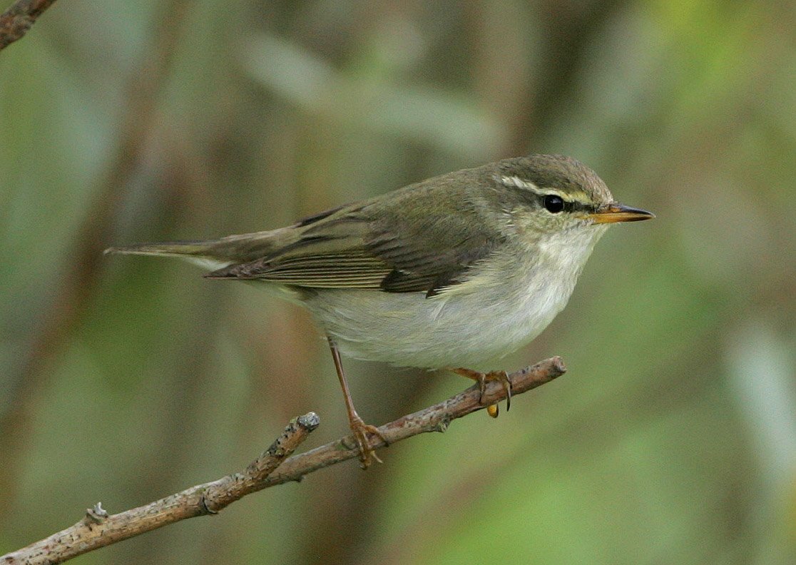 Pretty Arctic warbler