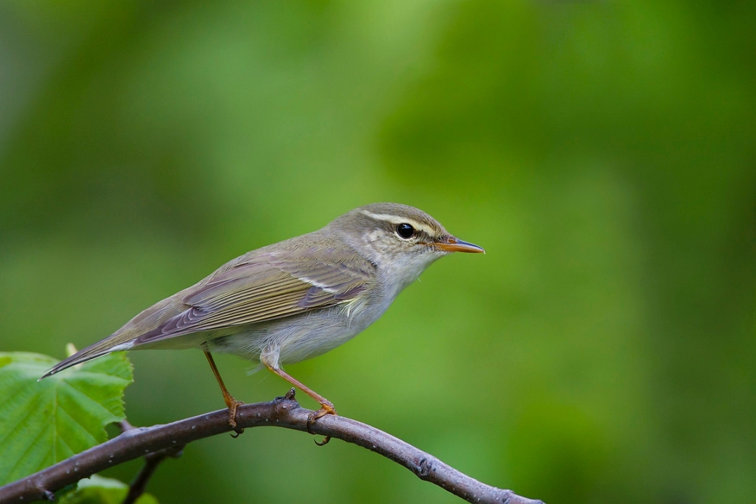Pretty Arctic warbler