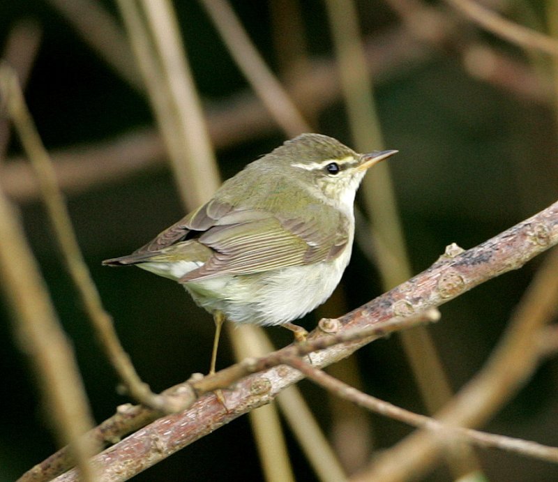 Pretty Arctic warbler