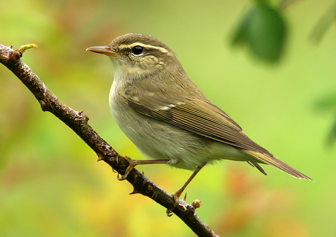 Pretty Arctic warbler