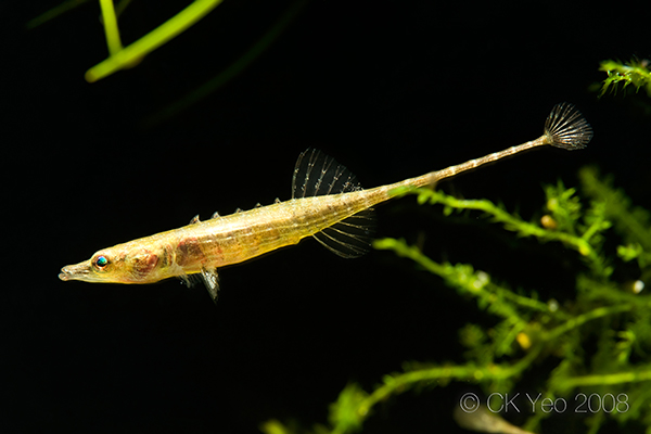 Pretty Armored stickleback