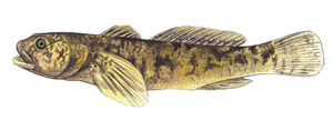 Pretty Arno goby