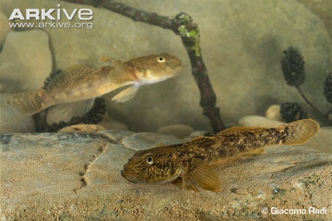 Pretty Arno goby