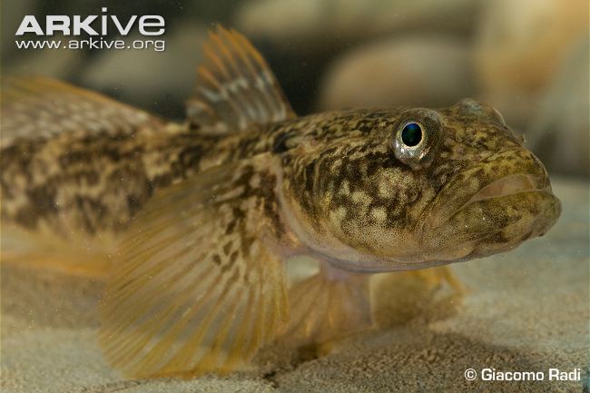 Pretty Arno goby