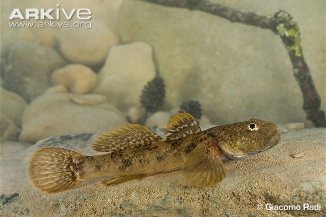 Pretty Arno goby