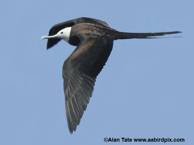 Ascension frigatebird