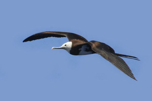 Pretty Ascension frigatebird