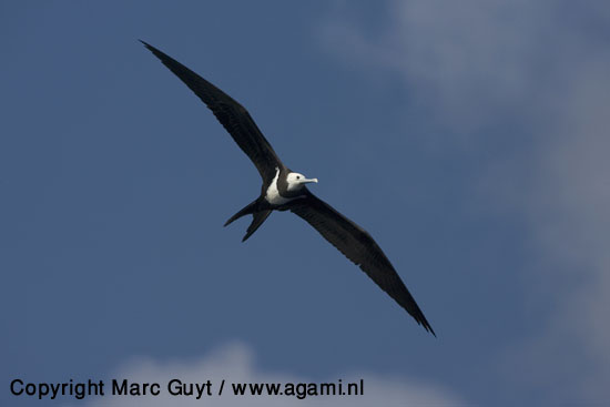 Pretty Ascension frigatebird