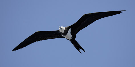 Pretty Ascension frigatebird