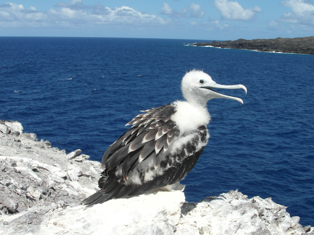Pretty Ascension frigatebird