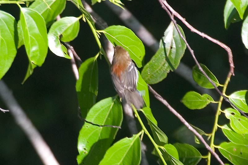 Pretty Ash-winged antwren