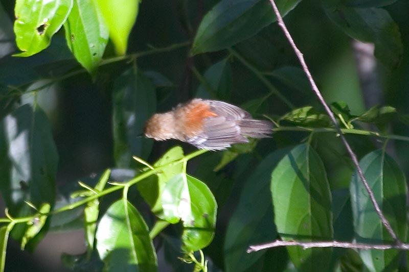 Pretty Ash-winged antwren