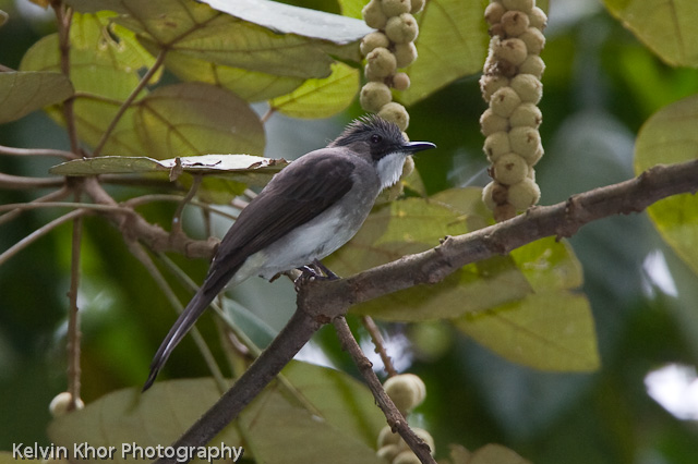Ashy bulbul