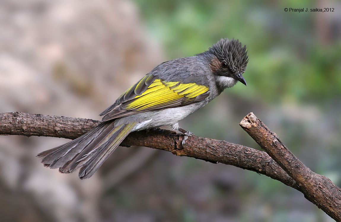 Pretty Ashy bulbul