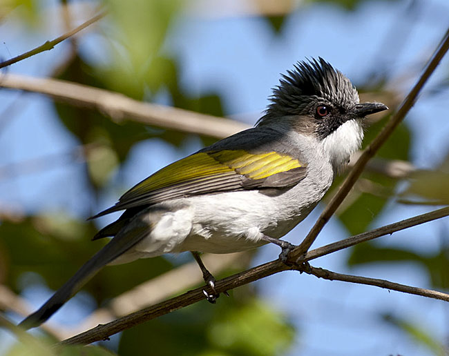Pretty Ashy bulbul