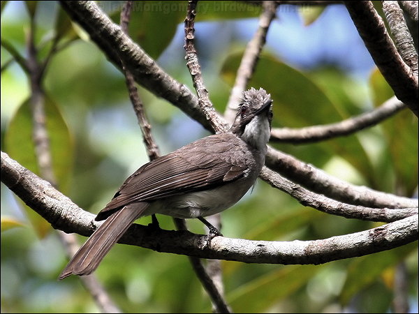 Pretty Ashy bulbul