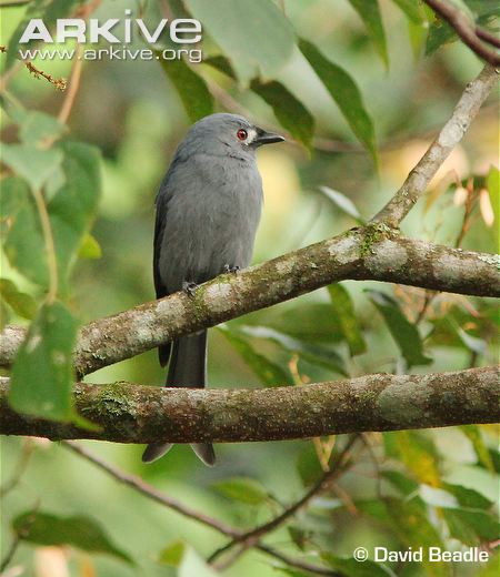 Ashy drongo